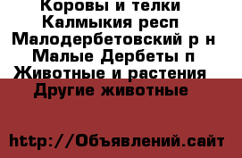 Коровы и телки - Калмыкия респ., Малодербетовский р-н, Малые Дербеты п. Животные и растения » Другие животные   